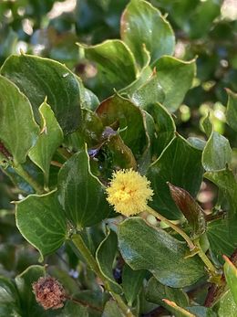 Acacia awestoniana.jpg