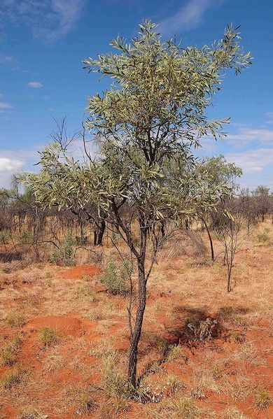 Archivo:Acacia hemignosta 1.jpg