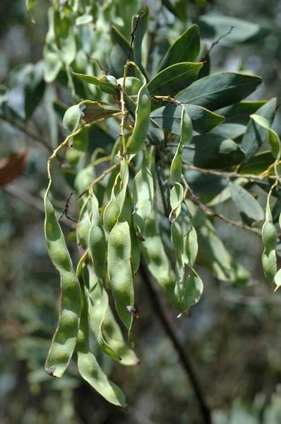 Archivo:Acacia jucunda 4.jpg