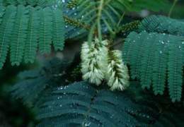 Albizia amarilla1.jpg