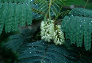 Albizia amarilla1.jpg