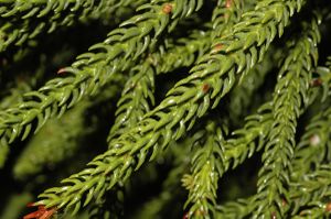 Araucaria I.JPG