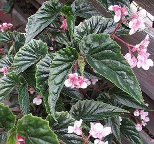 Begonia.jpg