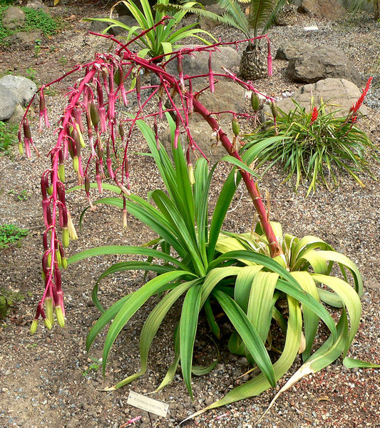 Archivo:Beschorneria albiflora 1.jpg