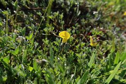 Crotalaria excisa.jpg