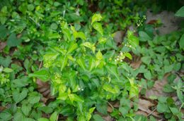 Croton dybowskii 4.jpg