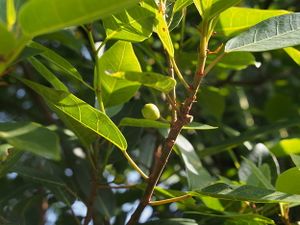 Ficus boninsimae.jpg