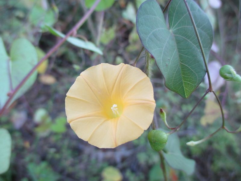 Archivo:Ipomoea microsepala 1.JPG