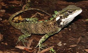 LagartoEnyalioides.jpg