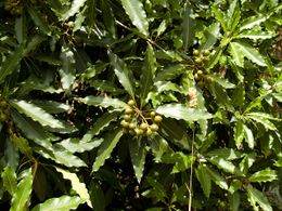 Pittosporum undulatum 00.jpg