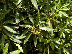 Pittosporum undulatum 00.jpg