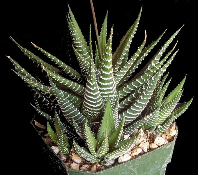 Archivo:Planta Cebra.jpg