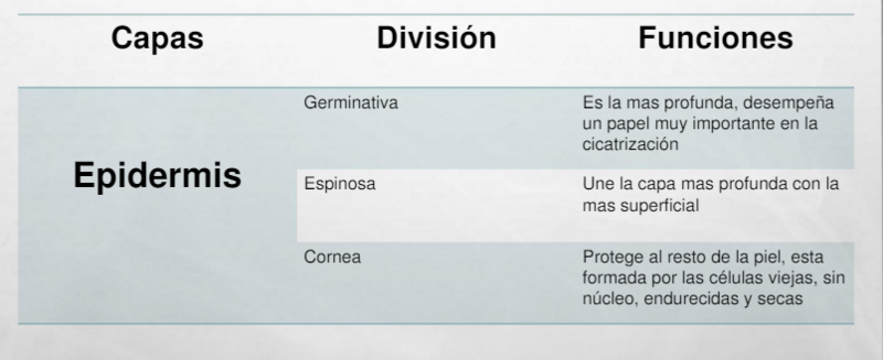 Archivo:3epidermis1.PNG