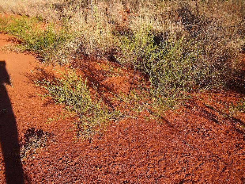 Archivo:Acacia citriodora.jpg