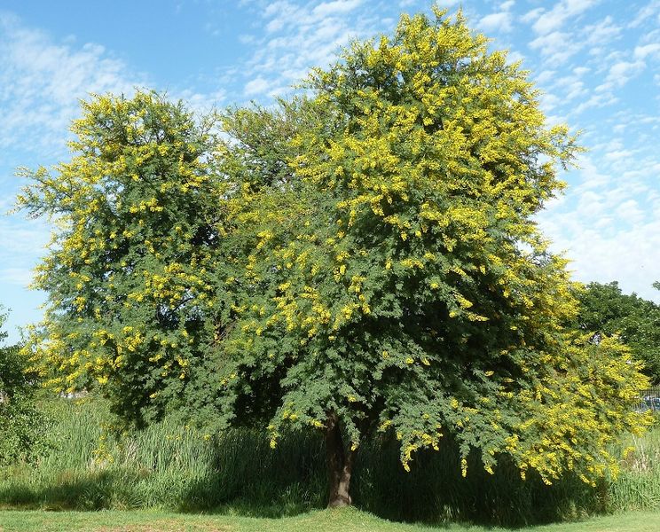 Archivo:Acacia karroo 1.jpg