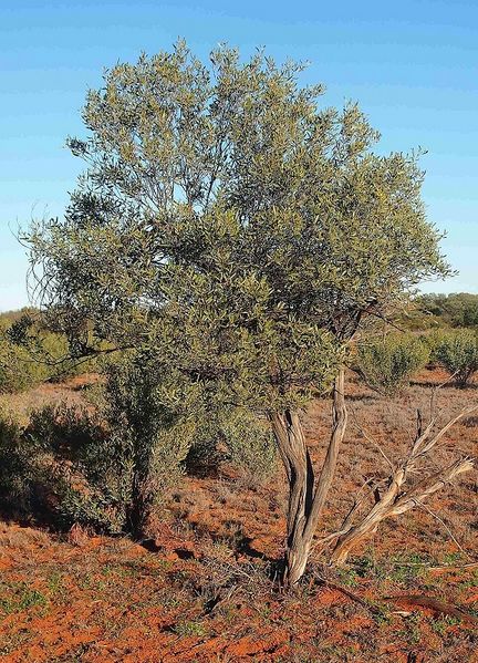 Archivo:Acacia kempeana 2.jpg