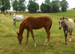 Caballos Akhal Teke.jpg