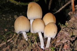 Coprinellus.jpg