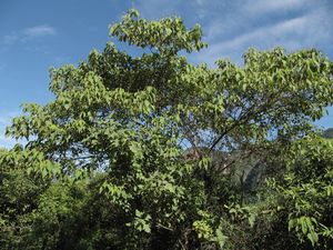 Croton charaguensis.jpg