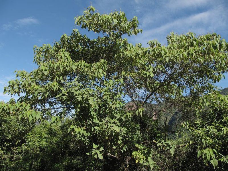 Archivo:Croton charaguensis.jpg