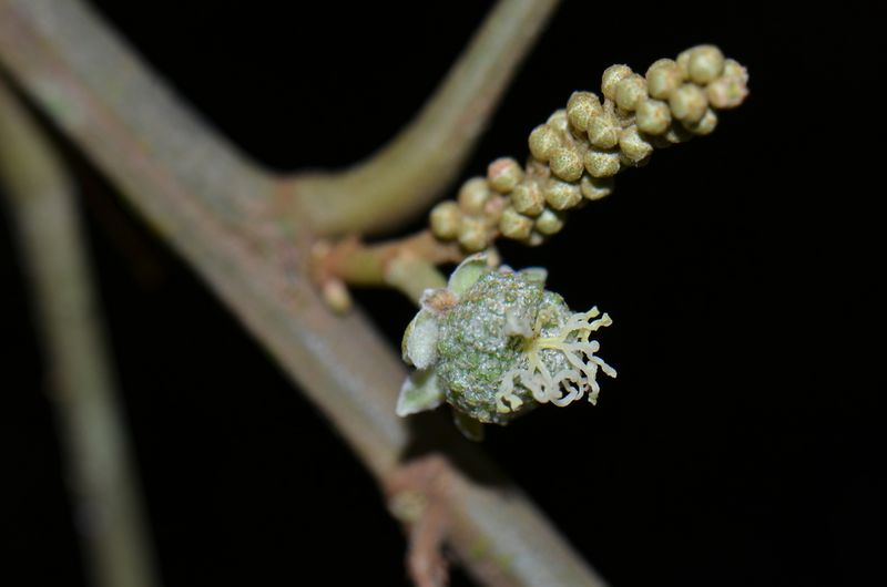 Archivo:Croton tenuicaudatus 2.jpeg