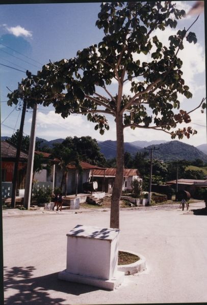Archivo:La ANACAHUITA.jpg
