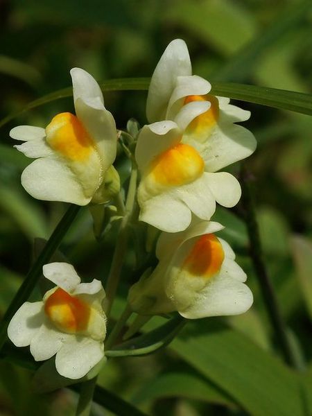 Archivo:LinariaJaponica.jpg