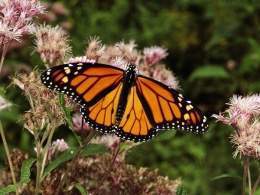 Mariposa monarca.jpg