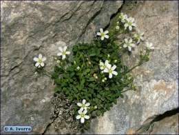 Moehringia-intricata08.jpg