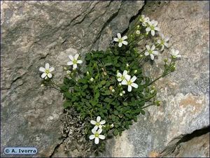 Moehringia-intricata08.jpg