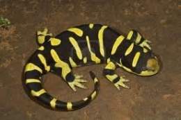 Salamandra tigre1.jpg