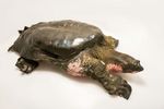 Tortuga-rara3.jpg