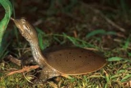 Trionix Africana.jpeg