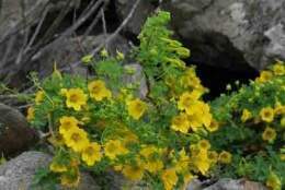 Tropaeolum beuthii...jpg