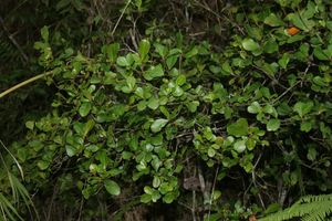 Croton macrobuxus.jpg