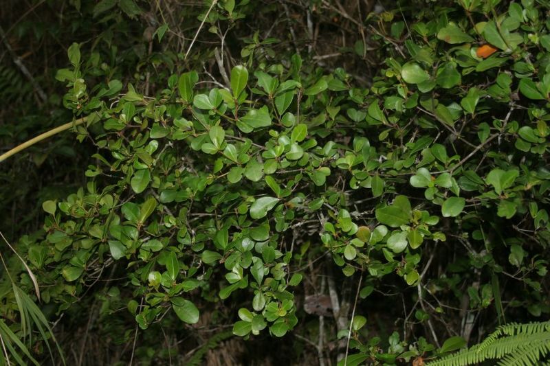 Archivo:Croton macrobuxus.jpg