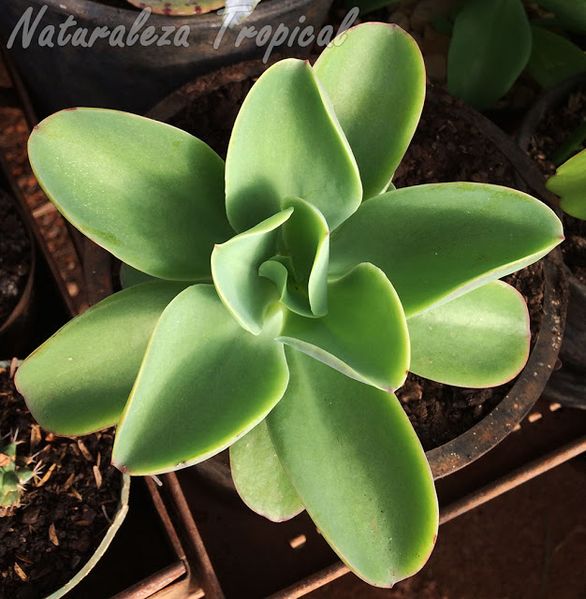Archivo:Echeveria-pallida.jpg