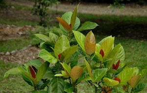 Ficus congesta.jpg