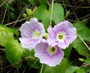 Ipomoea sepacuitensis.jpg