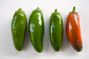 Jalapec3b1os-3.jpg