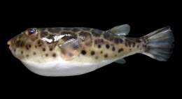 Sphoeroides testudineus.jpg
