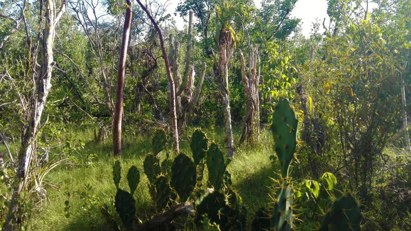 Archivo:Varahicacos Vegetación.jpg