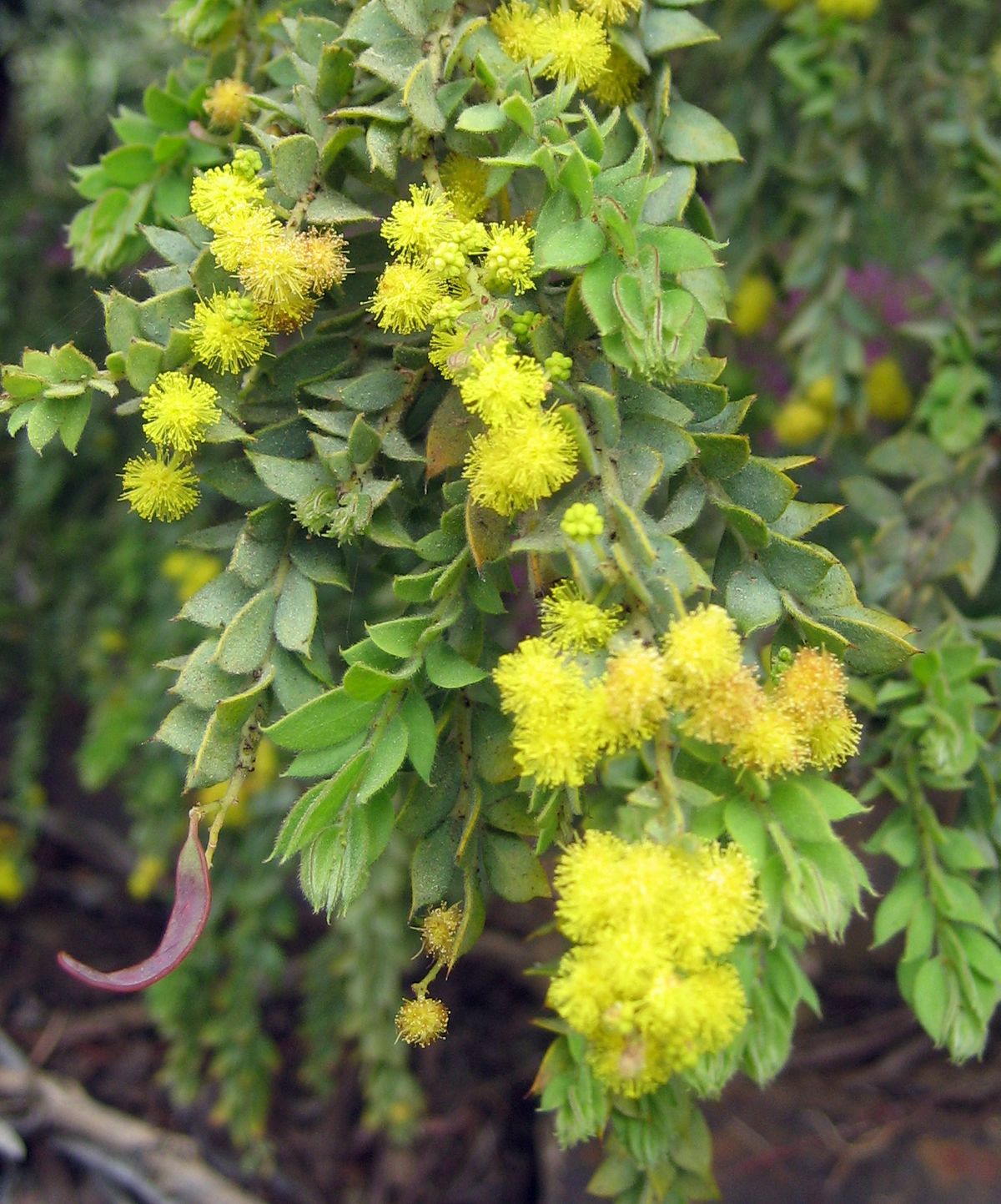 Acacia cultriformis - EcuRed