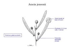 Acacia jensenii.jpg