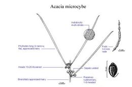 Acacia microcybe.jpg