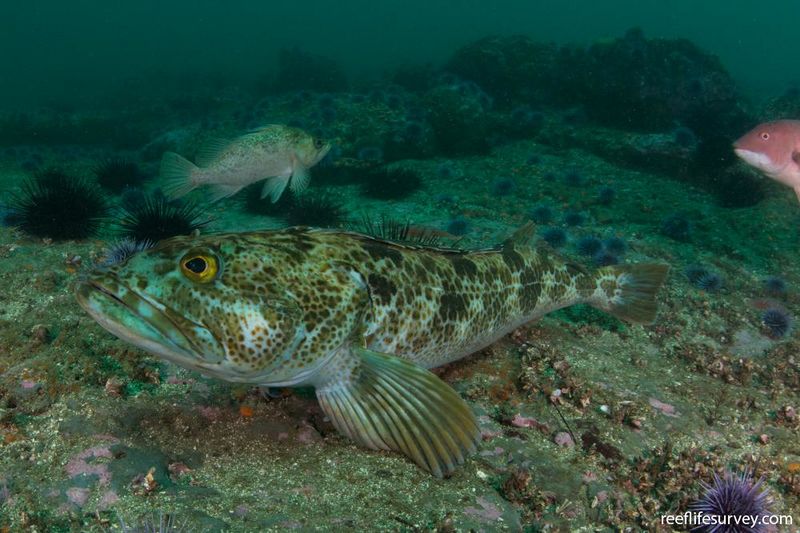 Archivo:Bacalao largo.7.jpg