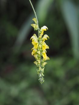 Crotalaria kurzii.jpeg