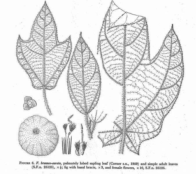 Archivo:Ficus brunneoaurata ilustracion.jpg