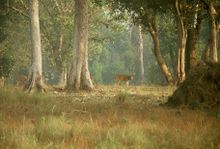 Foto Kanha 1.jpg