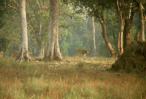 Foto Kanha 1.jpg
